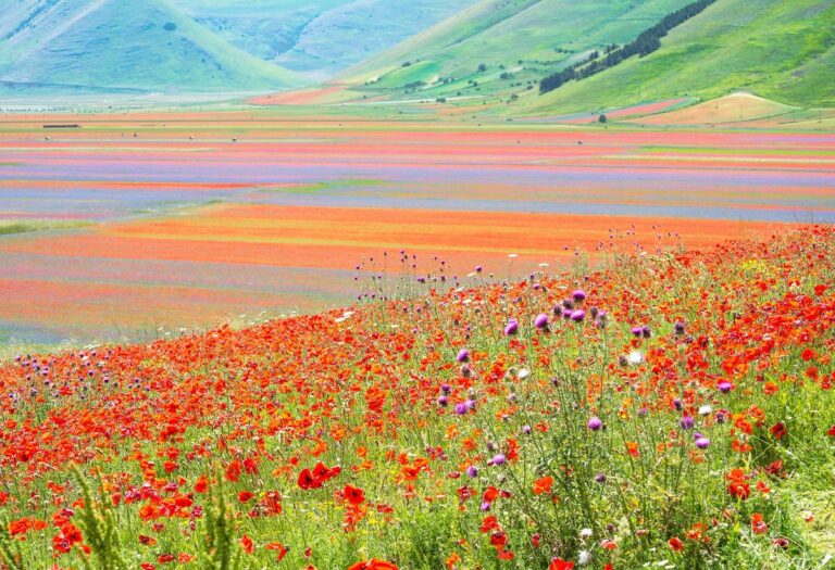 Castelluccio di Norcia spring bloom: red poppies and lentil fields