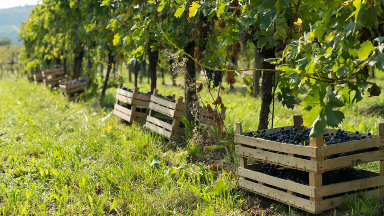Vineyards in Valpolicella during Amarone grape drying process