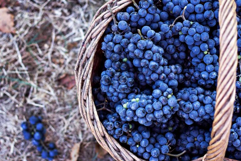 Wicker basket filled with harvested grapes