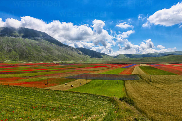 Castelluccio di Norcia and Pian Grande plateau, summer wildflowers