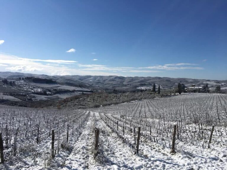 Winter vineyard landscape in Italy reflecting the calm atmosphere of festive slow travel.