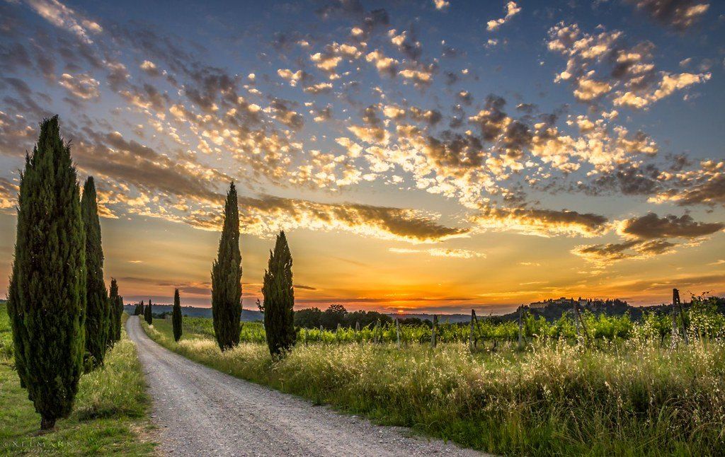 A gravel road lined with cypresses beside a vineyard at sunset in Tuscany