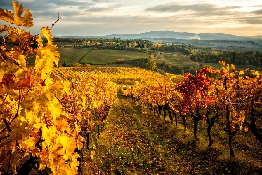 Rebzeilen mit gelbem und rotem Herbstlaub, die zu Feldern und bewaldeten Hügeln abfallen, darüber ein Abendhimmel