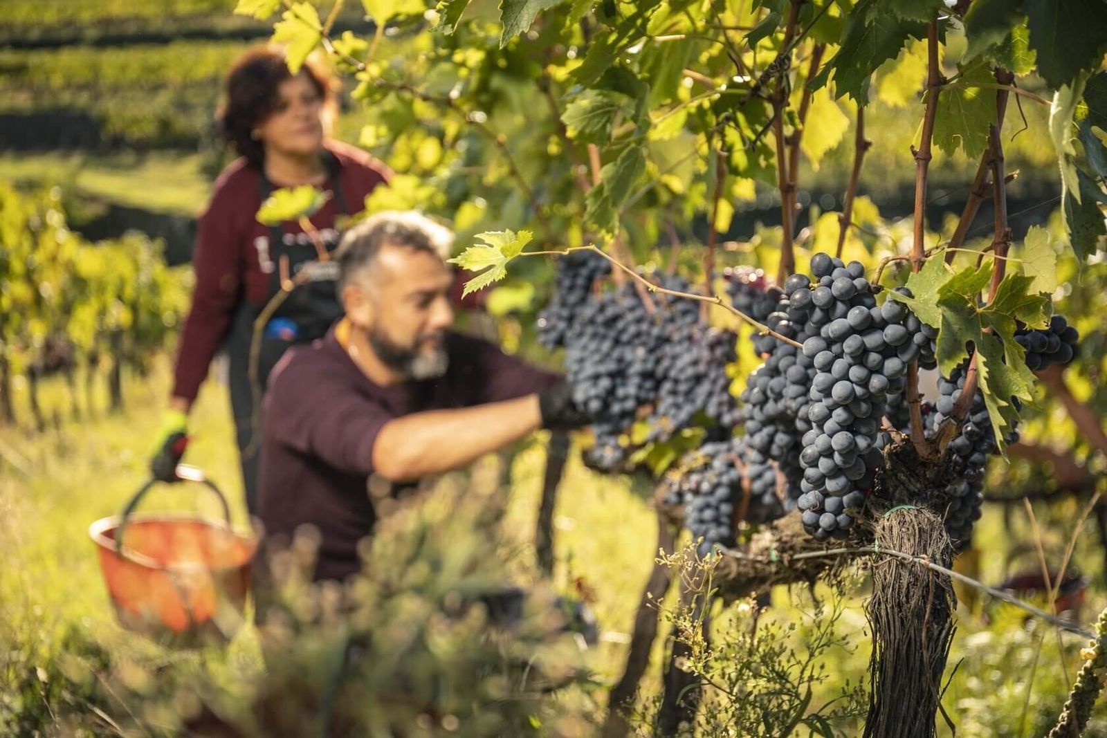 Ein Mann bei der Lese dunkler Trauben zwischen sonnenbeschienenen Reben im Chianti, hinter ihm eine Frau mit einem orangefarbenen Erntekorb