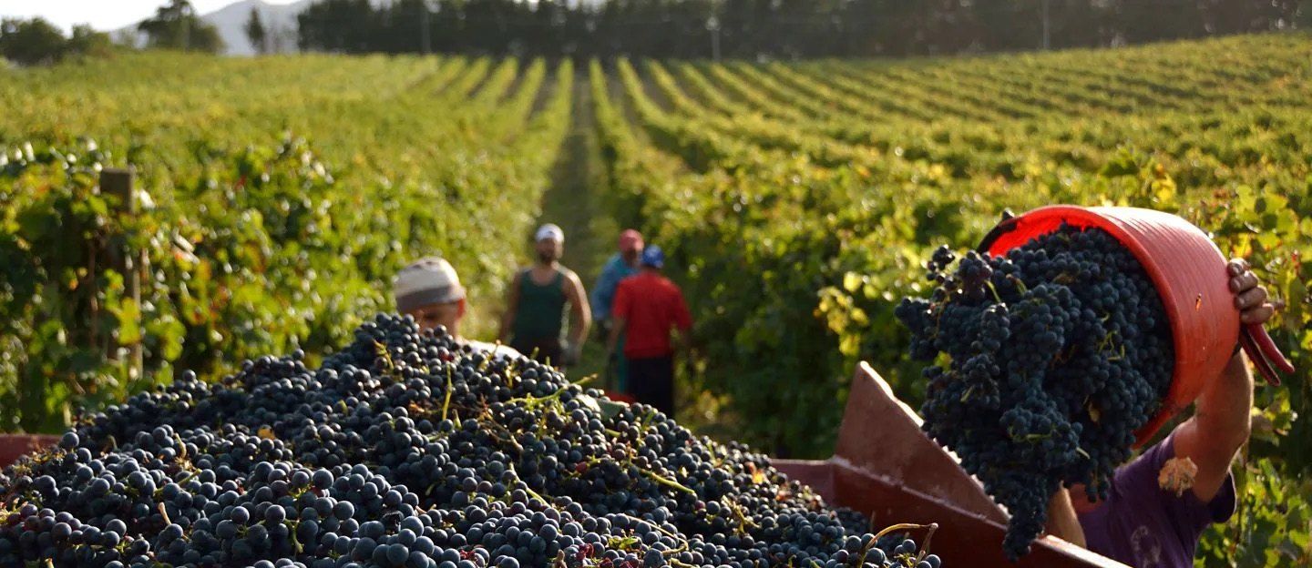 Die Weinlese in Italien
