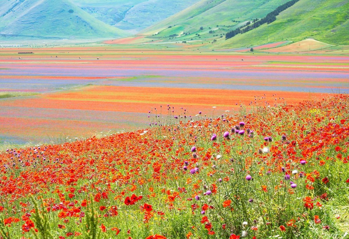 Red poppies and purple thistles on a slope above the Pian Grande of Castelluccio di Norcia, bands of flowering fields and green hills behind