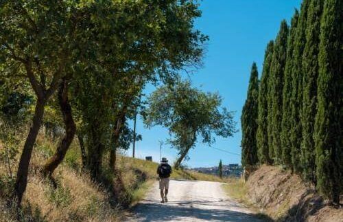 A walker in a hat on a white country road between leafy trees and a row of cypresses, a hill town in the distance