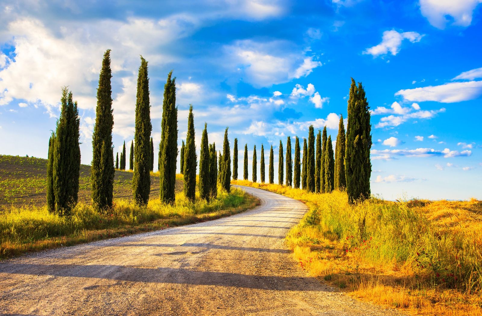A white gravel road curving between rows of tall cypresses under a summer sky in the Tuscan countryside