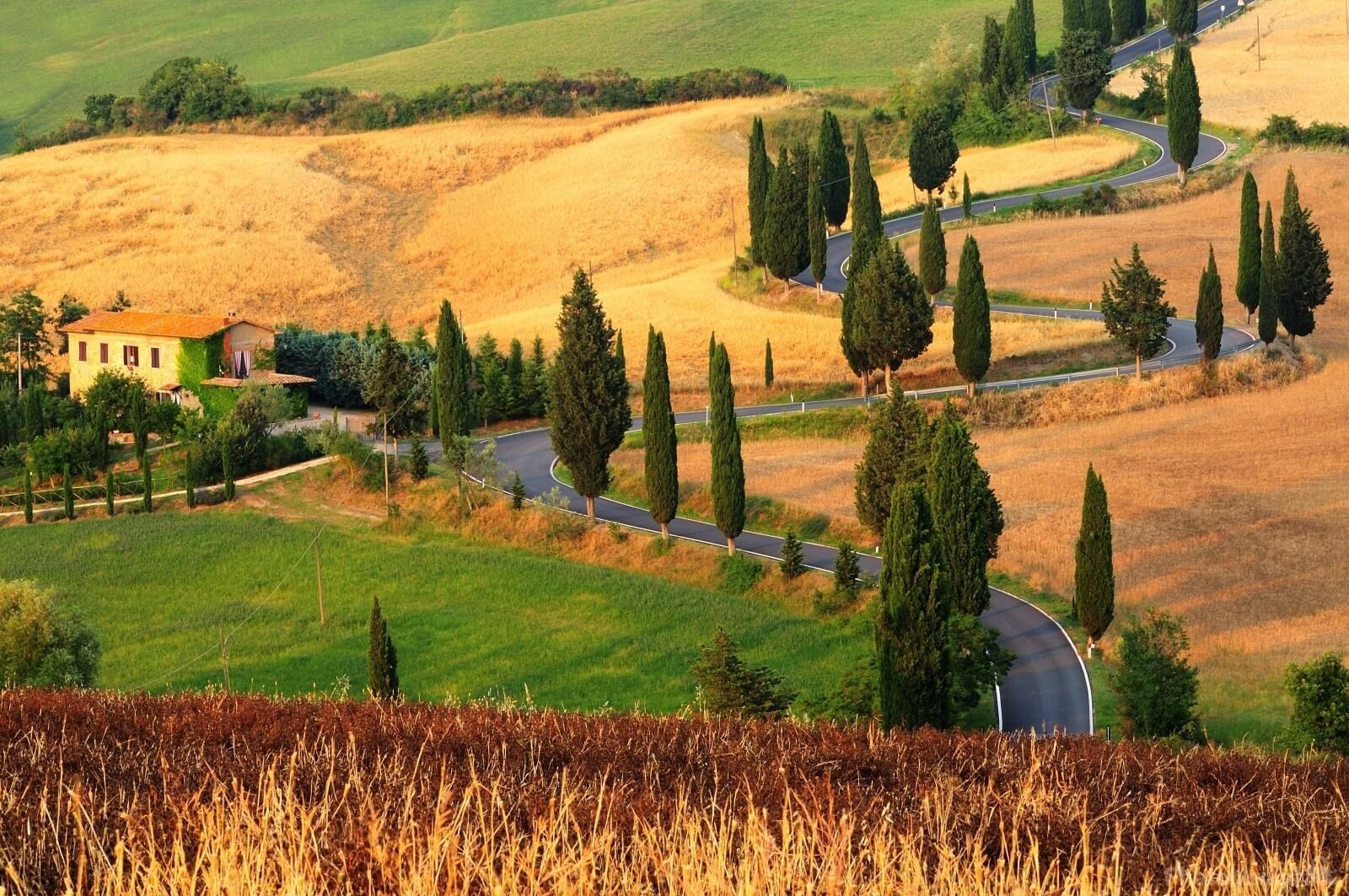 A road winding between cypress trees through golden wheat fields near Monticchiello, Tuscany, a stone farmhouse to one side