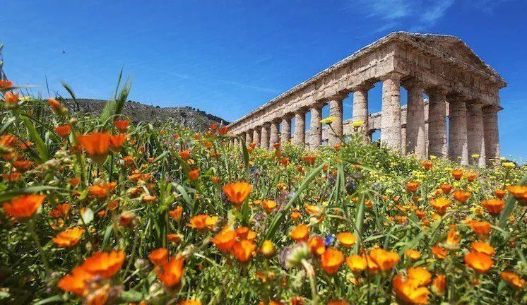 El templo dórico de Segesta sobre un prado primaveral de flores silvestres anaranjadas