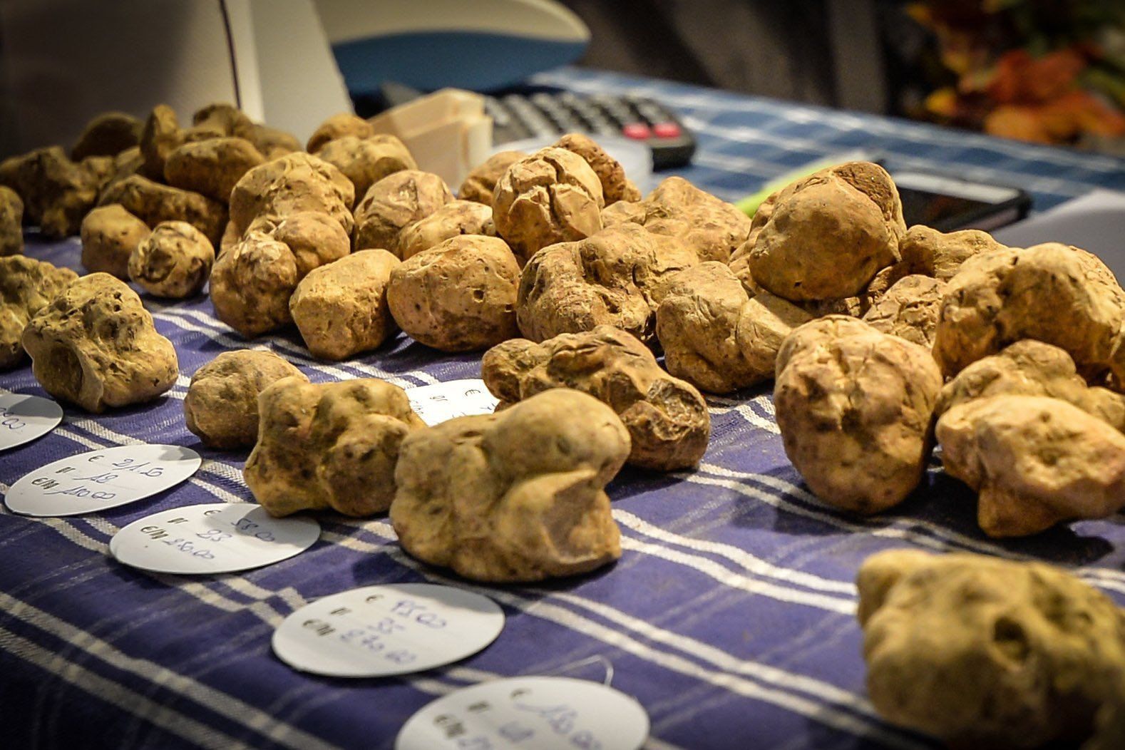 Weiße Trüffel auf einem karierten Tuch mit handgeschriebenen Schildern für Gewicht und Preis, an einem Stand auf einem Trüffelmarkt