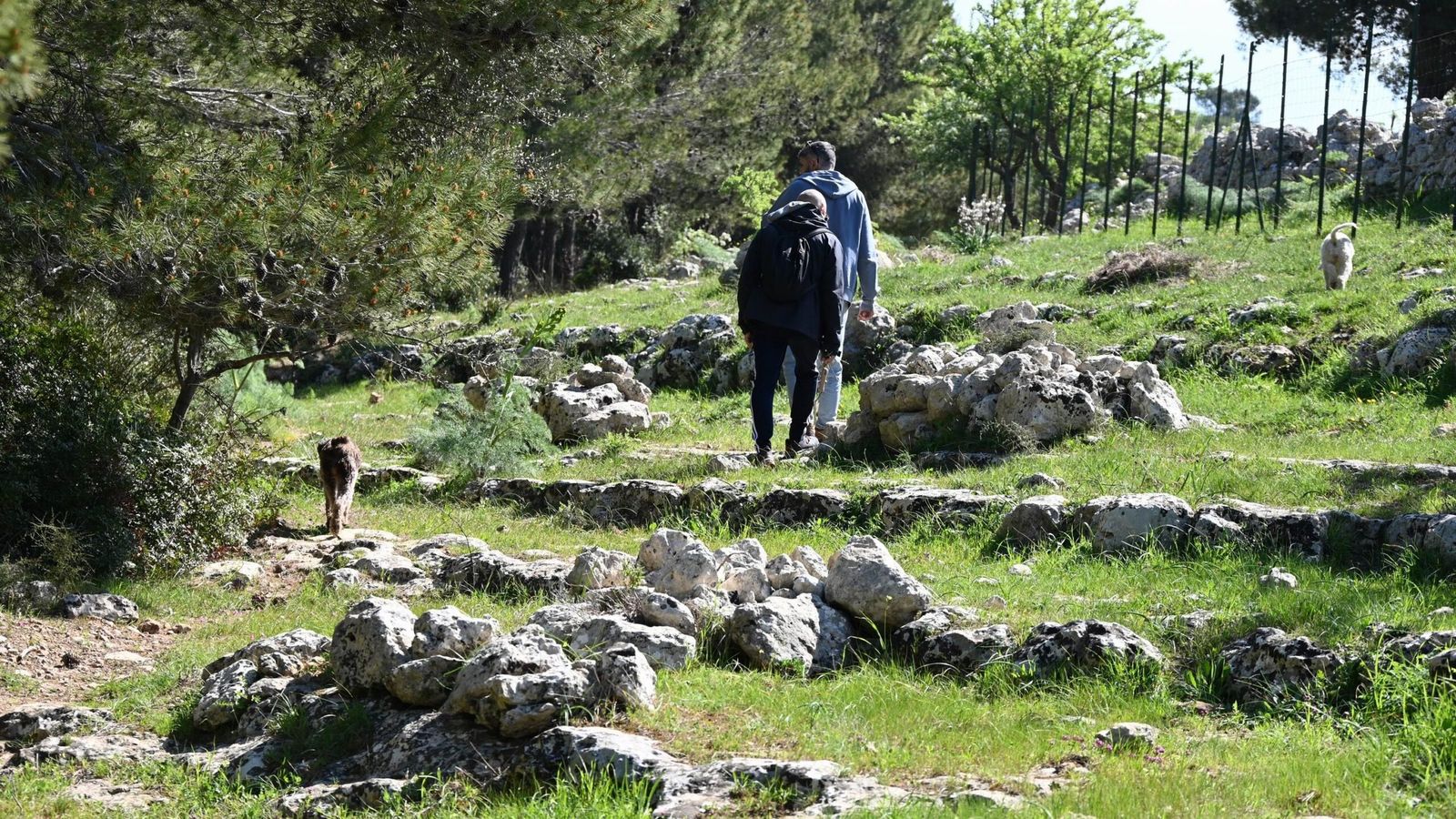Zwei Männer und ihre Hunde auf Trüffelsuche auf Sizilien, bergauf über einen grasigen, steinigen Hang zwischen Kiefern