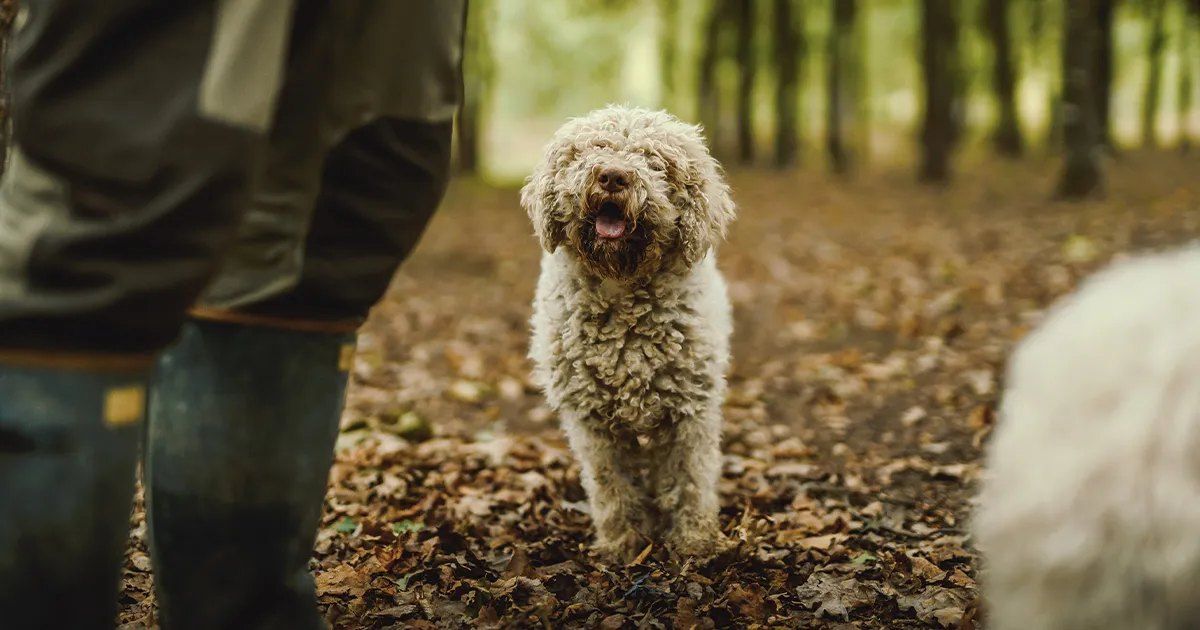 Ein Trüffelhund mit lockigem Fell im Herbstlaub eines Waldes, im Vordergrund die Stiefel des Trüffelsuchers