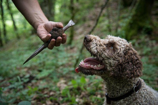 Ein lockiger Trüffelhund, der zu einem schwarzen Trüffel und einem Grabwerkzeug in der Hand des Trüffelsuchers aufblickt, in einem grünen Wald