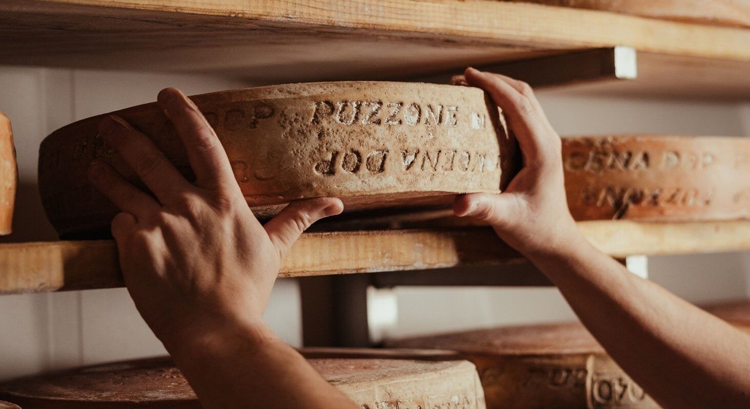 Two hands holding a wheel of Puzzone di Moena DOP cheese on the wooden shelves of an ageing room