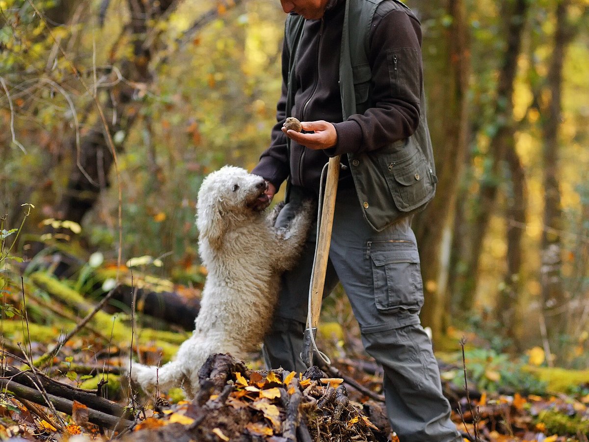 truffle dog with hunter in the woods