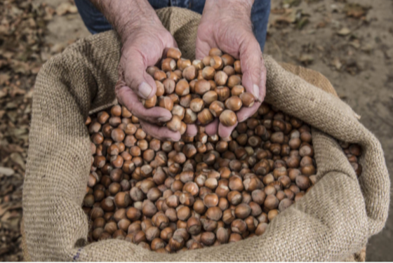 bag full of hazelnuts