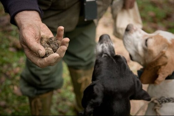 truffle hunting in Piedmont with truffle dogs and hunter